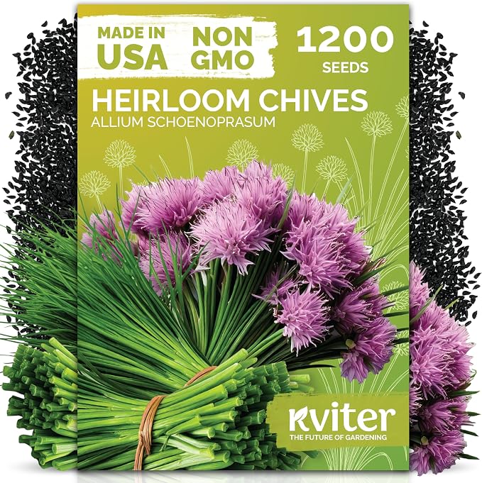 KVITER 1200 Chive Seeds (Allium schoenoprasum) - Know as Onion or Garlic Chives Chives, Mild Flavor -Non GMO & Heirloom Herb Seeds for Planting in Outdoor & Indoor Garden, Borders, Containers