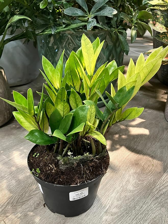 RedCrocus Chameleon ZZ Plant- Variegated Zamioculcas zamiifolia Indoor Plant, Pet Safe, Low Maintenance, Decorative Foliage, Container Friendly, Indoor Office & Shade Garden 6" Pot