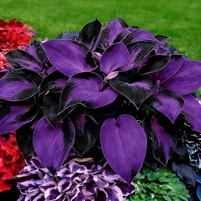 Hosta Seeds for Planting, 290+pcs Rare Perennial Hosta Flower Seeds Plants, Non-GMO Heirloom Long Blooming Plants Shaded Entry Pathway Rare Flowers for Garden Outdoors