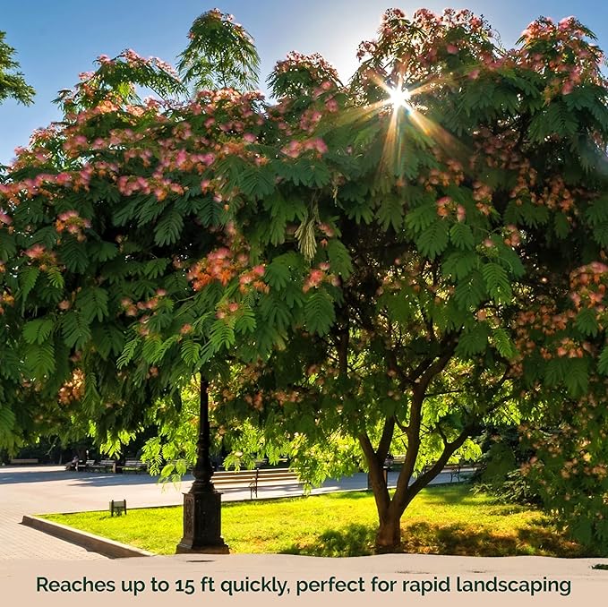 KVITER 50 Mimosa Silk Tree Seeds (Albizia Julibrissin) – Pink Flowering Trees, Fragrant Blooms & Pollinator Magnet, Non-GMO – Great Both as Bonsai Tree Seeds for Indoor Garden & Outdoor Landscape