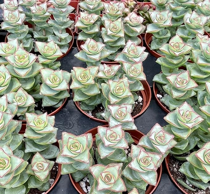 Crassula Perforata Ivory Towers, String of Buttons, Succulents Plants Live Fully Rooted House Plant for Home Decor Office Decoration, DIY Projects