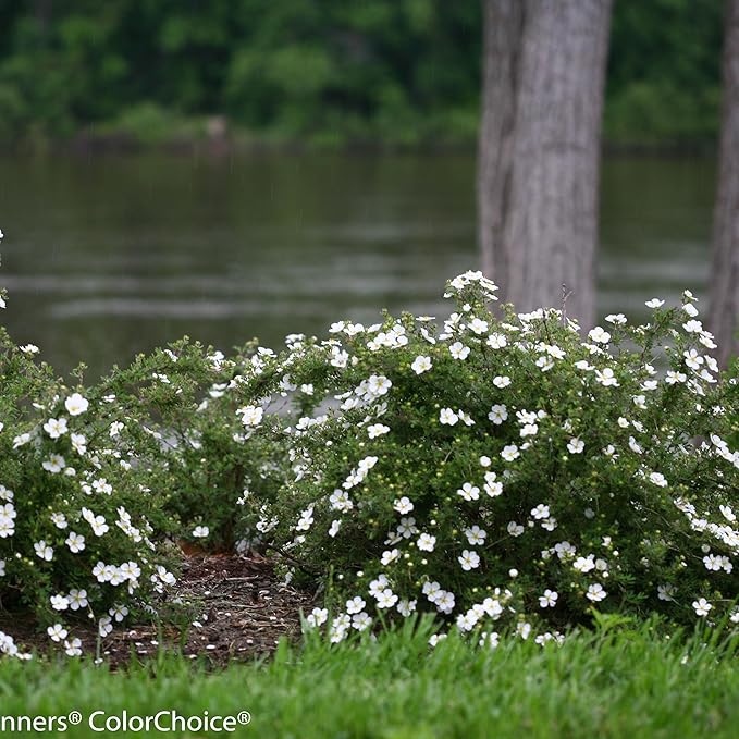 Proven Winners Happy Face White Potentilla (Dasiphora fruticosa) Live Plant, 4.5" Qt, 4 Pack
