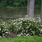 Proven Winners Happy Face White Potentilla (Dasiphora fruticosa) Live Plant, 4.5" Qt, 4 Pack