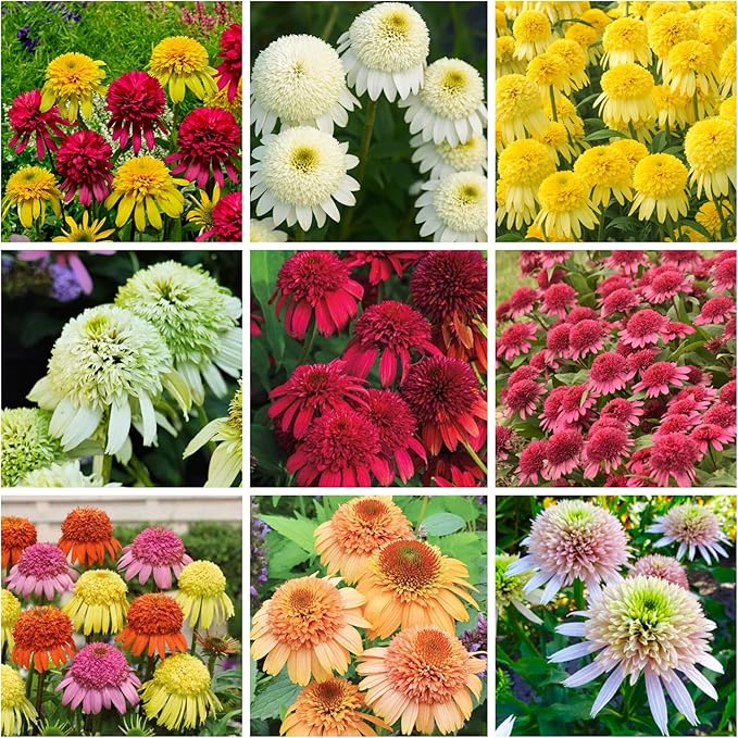 300+ Mix Double Echinacea Seeds - Double Coneflower Seeds Echinacea Flower Perennial Bloom Flowers Rare Plant