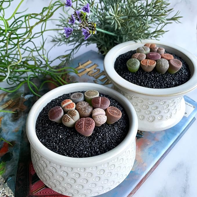 Lithops Large Random Mix Rare Live Succulent Plants, 10 Pcs Succulent Live Plant, Bare Root Without Pot & Soil, Indoor Office Desk Decoration, Friend Plant Lovers Gifts