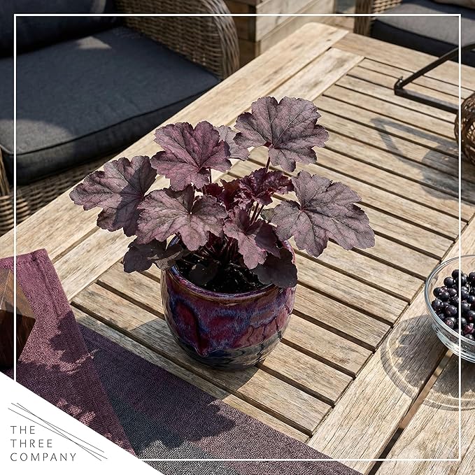 Live Heuchera Coral Bells 2-Pack – Purple Shades – Shade Perennial Foliage Plant, 10” Tall, 1 Qt Pot