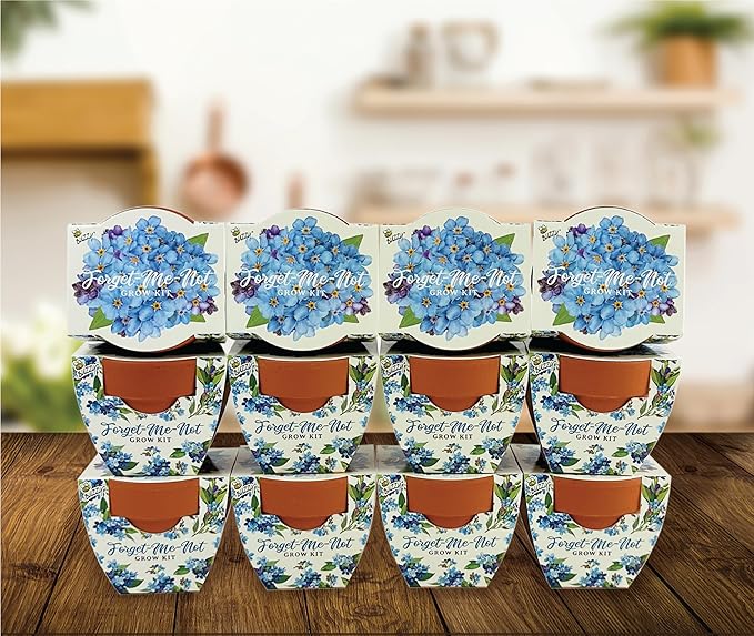 BUZZY Seeds Mini Terracotta Pots 12-Pack Daydream Forget-Me-Not Flowers, All-in-One Seed Starter Kits, Indoor Outdoor Gardening Gift, Wedding Favors, Seeds for Planting Flowers