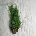 Dwarf Horsetail Rush, a Great Live Pond Plant for Your Water Garden. Filters The koi and Goldfish Pond. Good for Bogs, Plant Shelf or Shallow Water This marginal Aquatic is a Real Beauty