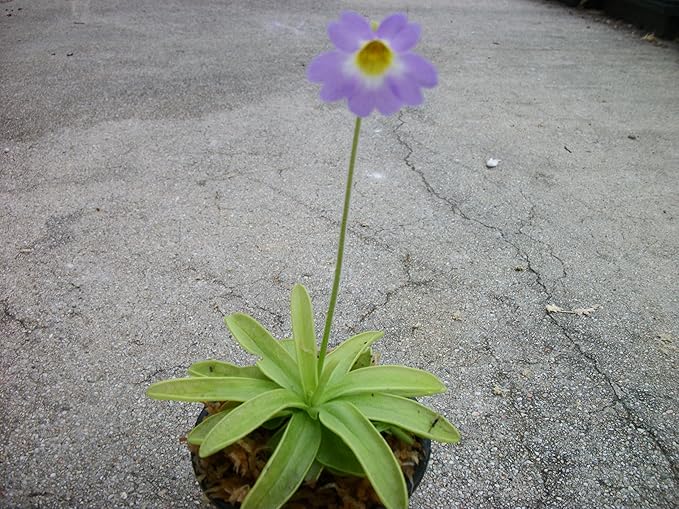 Carnivorous Primrose Butterwort (Pinguicula Primuliflora) Plant 3 inch Pot