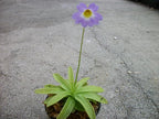 Carnivorous Primrose Butterwort (Pinguicula Primuliflora) Plant 3 inch Pot