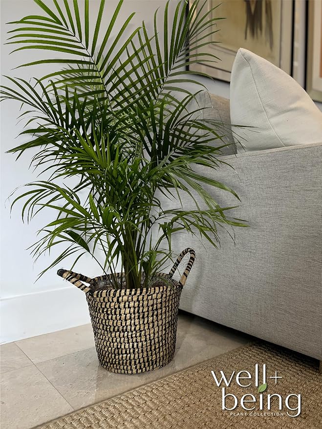 Nature's Way Farms Majesty Palm Live Plant, Indoor and Outdoor Palm Tree, in Growers Pot, Tropical Houseplant, Decor for Your Patio, Balcony, Home or Office 3-4 Feet Tall
