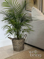 Nature's Way Farms Majesty Palm Live Plant, Indoor and Outdoor Palm Tree, in Growers Pot, Tropical Houseplant, Decor for Your Patio, Balcony, Home or Office 3-4 Feet Tall