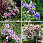 Clematis Flower Seeds, 50 Mixed Clematis Seed, Bloom Climbing, Perennial Flower Plants, Non-GMO Heirloom Flower Seeds for Garden Home