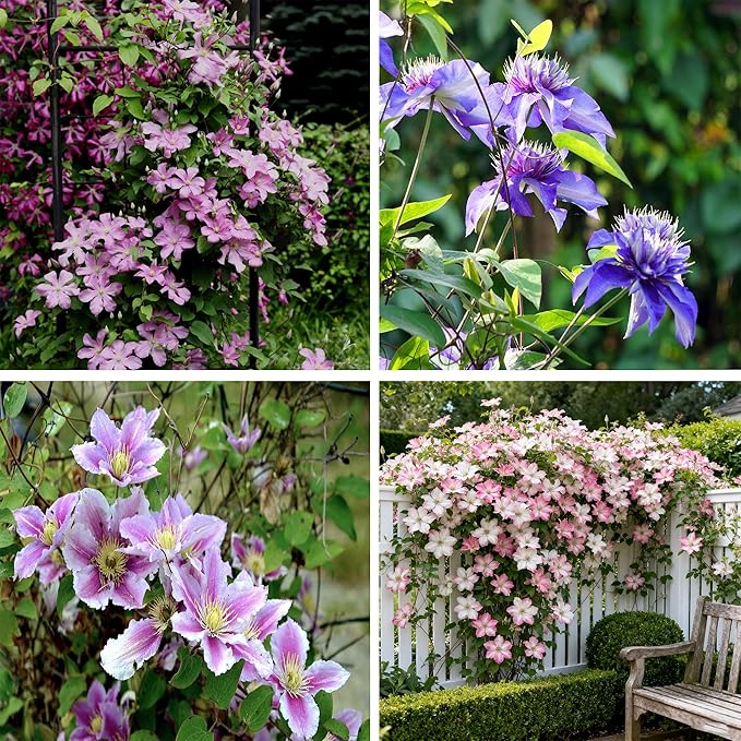 Clematis Flower Seeds, 50 Mixed Clematis Seed, Bloom Climbing, Perennial Flower Plants, Non-GMO Heirloom Flower Seeds for Garden Home