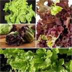 Seed Needs Lettuce Seeds Variety Pack for Planting a Collection of 14 Individual Varieties - Packets Includes Romaine, Iceberg, Oakleaf, Lollo Rosso and More