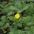 Chalily Giant Sensitive Plant, a Great Live Pond Plant for Your Water Garden. Filters The koi and Goldfish Pond. Good for Bogs, Plant Shelf or Shallow Water This marginal Aquatic is a Real Beauty