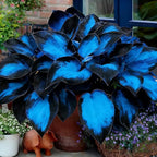 Hosta Seeds for Planting, 195+pcs Rare Perennial Hosta Flower Seeds Plants, Non-GMO Heirloom Long Blooming Plants Shaded Entry Pathway Flowers for Garden Outdoors