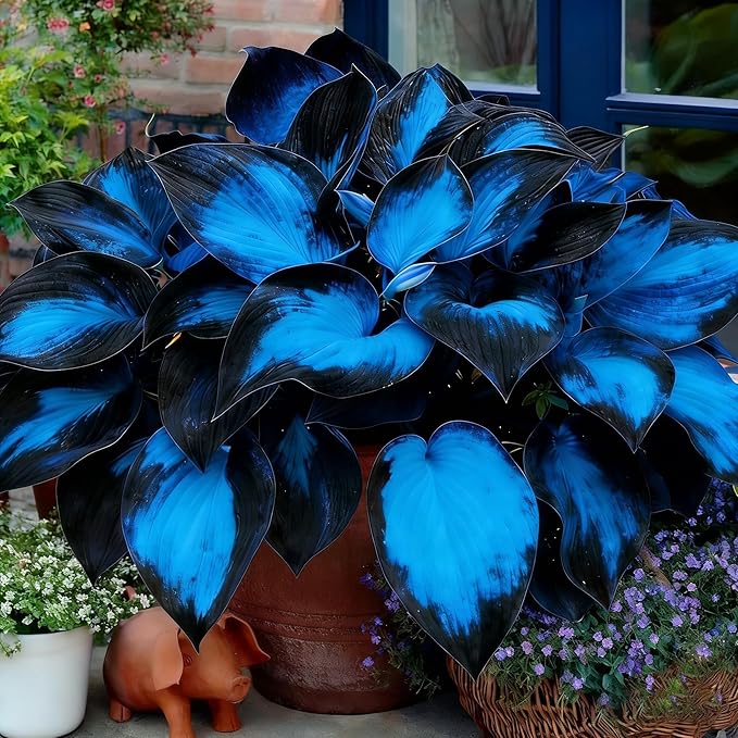 Hosta Seeds for Planting, 195+pcs Rare Perennial Hosta Flower Seeds Plants, Non-GMO Heirloom Long Blooming Plants Shaded Entry Pathway Flowers for Garden Outdoors