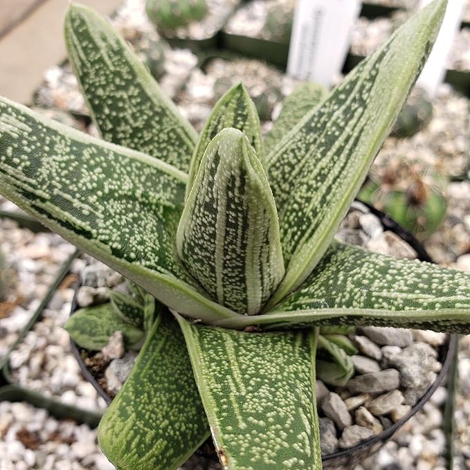Gasteria Little Warty Cacti Cactus Succulent Real Live Plant
