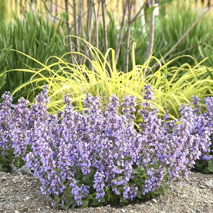 Nepeta ‘Cat’s Pajamas’, Catmint Live Plant, Proven Winners, Fragrant, Potted Perennial that is Ready for Planting, not Seeds, Container Size: 4.5"
