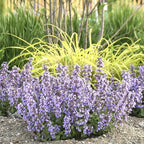 Nepeta ‘Cat’s Pajamas’, Catmint Live Plant, Proven Winners, Fragrant, Potted Perennial that is Ready for Planting, not Seeds, Container Size: 4.5"