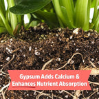 Back to the Roots Organic Bone Meal with Gypsum (3lb, Pack of 4)