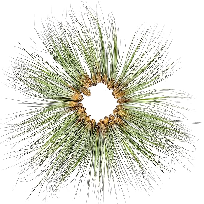 ragnaroc Air Plants Bulk - Tillandsia Juncea Wholesale, Jumbo 8-12" - 30ct - Live Arrival Guaranteed - House Plants for Home Decor & Gift