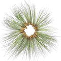ragnaroc Air Plants Bulk - Tillandsia Juncea Wholesale, Jumbo 8-12" - 30ct - Live Arrival Guaranteed - House Plants for Home Decor & Gift