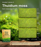 Live Moss – Thuidium Moss (3 Sheets, Each Approx. 3.5"x7") for Terrariums, Bonsai, Plant Decor & Natural Crafts – Naturally Grown, Reusable, Not Artificial