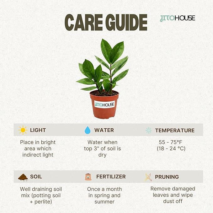 Live Air Purifying ZZ Plant in 4” Pot – Low Maintenance Zamioculcas Zamiifolia Indoor Houseplant | Easy Care Fast Growing Plant for Home, Office & Apartment - JitoHouse