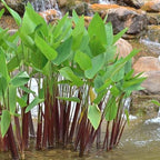 Red Stem Canna a Great Live Pond Plant for Your Water Garden. Filters koi and Goldfish Ponds. Good for Bogs, Plant Shelf or Shallow Water This marginal Aquatic is a Real Beauty