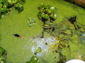 8 oz Package Live Duckweed Plants, Floating Aquatic Plants for Ponds, Natural Koi Fish Food, Water Garden Plants