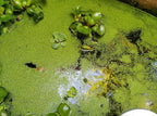 8 oz Package Live Duckweed Plants, Floating Aquatic Plants for Ponds, Natural Koi Fish Food, Water Garden Plants