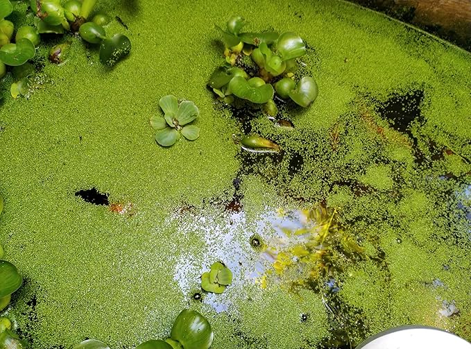 8 oz Package Live Duckweed Plants, Floating Aquatic Plants for Ponds, Natural Koi Fish Food, Water Garden Plants