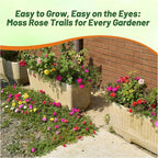 Outsidepride Mixed Moss Rose Seeds - 500 Pcs Annual, Drought & Heat Tolerant, Pollinator Friendly Ground Cover Seeds for Planting w/Vibrant Blooms & Succulent Foliage, Ideal for Xeriscaping