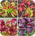 120+ Exotic Nepenthes Seeds for Planting - Non-GMO Heirloom Plant Seeds,Rare Tropical Species