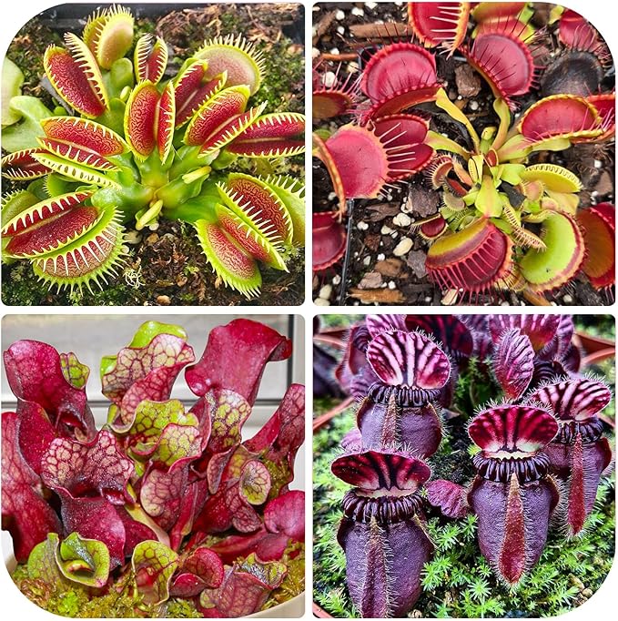 120+ Exotic Nepenthes Seeds for Planting - Non-GMO Heirloom Plant Seeds,Rare Tropical Species