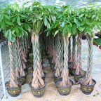 RedCrocus Money Tree Pachira aquatica Indoor Plant- Lucky, Easy Care, Pet Safe, Decorative Foliage 6" Pot