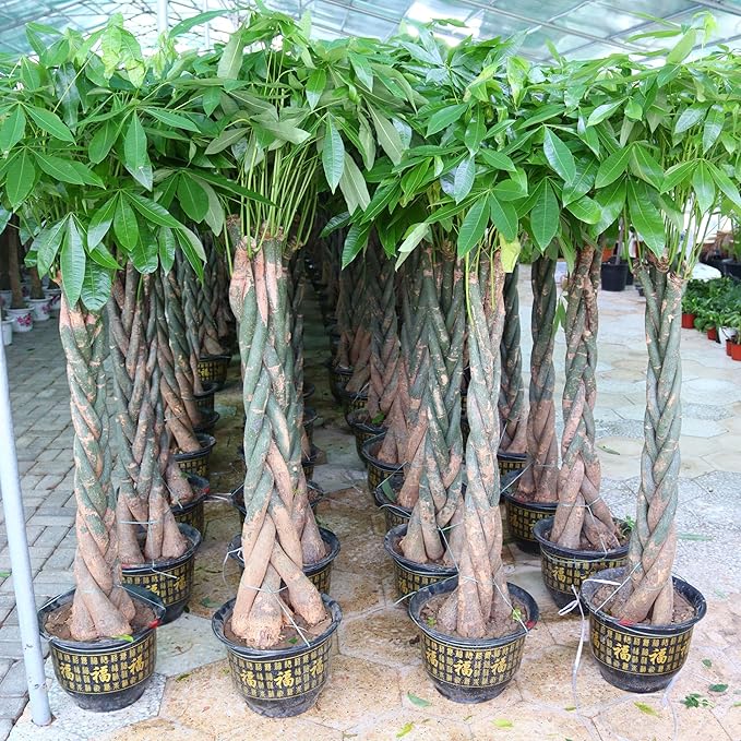 RedCrocus Money Tree Pachira aquatica Indoor Plant- Lucky, Easy Care, Pet Safe, Decorative Foliage 6" Pot