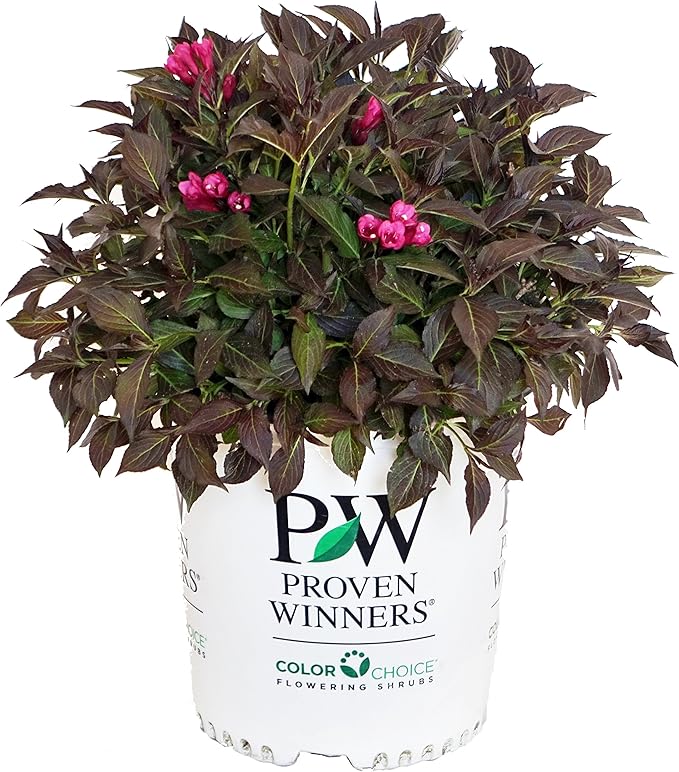 Proven Winners - Weigela florida Spilled Wine (Weigela) Shrub, pink flowers, #2 - Size Container