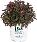 Proven Winners - Weigela florida Spilled Wine (Weigela) Shrub, pink flowers, #2 - Size Container