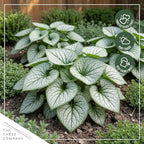 Live Brunnera 2-Pack – Silver Heart – Shade Perennial with Variegated Leaves, Blue Spring Flowers, 10” Tall, 1 Qt Pot