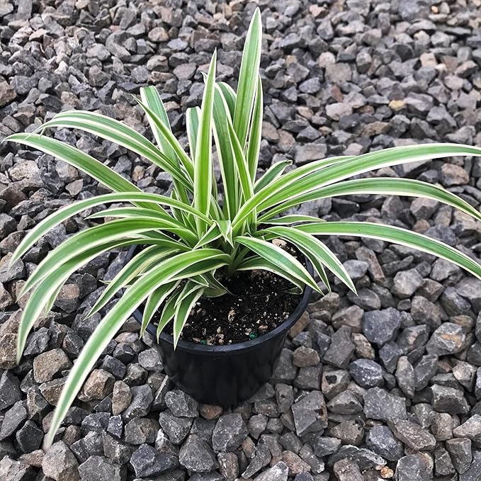 RedCrocus Spider Plant- Chlorophytum comosum Indoor Houseplant, Low Maintenance, Air Purifying, Pet-Safe Variegated Green & White Foliage, Perfect for Office or Home Decor 8" Hanging Baske