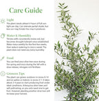 American Plant Exchange Arbequina Olive Tree – Live 6-Inch Pot, Fruit Bearing Tree, Cold Hardy Edible Variety for Containers, Patios, and Mediterranean-Inspired Gardens