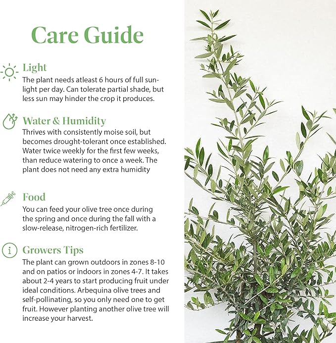 American Plant Exchange Arbequina Olive Tree – Live 6-Inch Pot, Fruit Bearing Tree, Cold Hardy Edible Variety for Containers, Patios, and Mediterranean-Inspired Gardens
