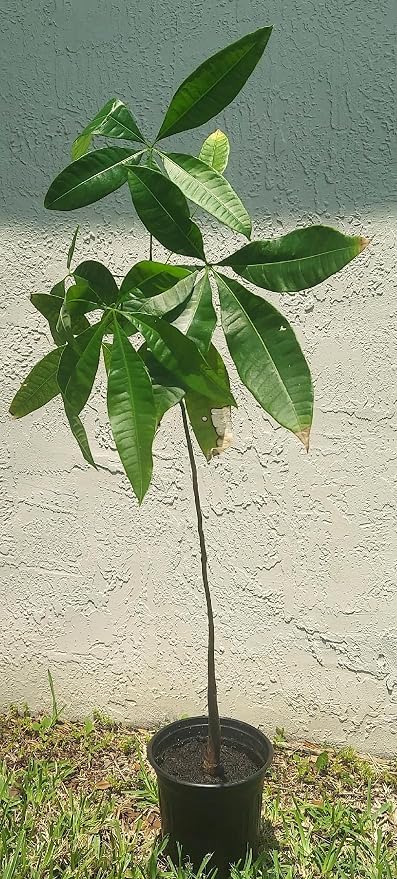 Silk Floss Tree Live Ceiba Speciosa Orchid Like Pink Bloom Flowering 3-4 Feet 1 Gallon Pot