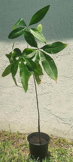 Silk Floss Tree Live Ceiba Speciosa Orchid Like Pink Bloom Flowering 3-4 Feet 1 Gallon Pot