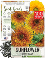 Seed Needs Dwarf Teddy Sunflower Seeds for Planting Dwarf Sungold Sunflowers - Heirloom & Open Pollinated Flower Seed to Plant a Butterfly Garden (1 Pack)