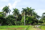 10 Florida Royal Palm Roystonea Regia Tree Houseplant Seeds