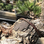Bonsai Cut Paste for Deciduous - 160 Grams + Made in Japan, Pruning Sealer for an Injury to The Bark, Putty Based Wound Sealant for Perimeter Cuts to The Tree